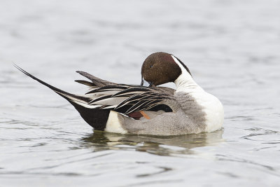 northern pintail 041011_MG_1158