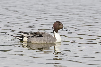 northern pintail 041011_MG_1314
