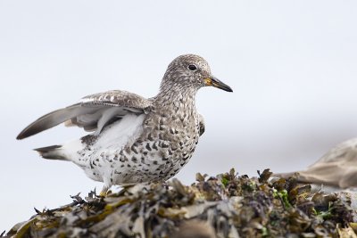 surfbird 040911_MG_0425