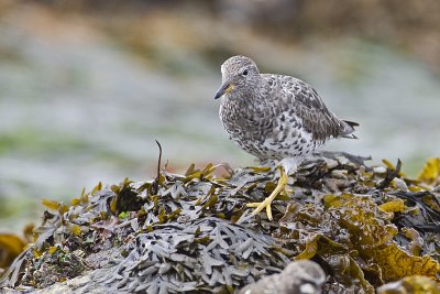 surfbird 040911_MG_0502