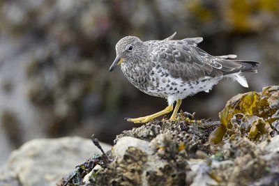 surfbird 040911_MG_0522