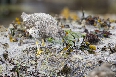 surfbird 040911_MG_0544
