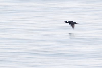 surf scoter 040911_MG_8907