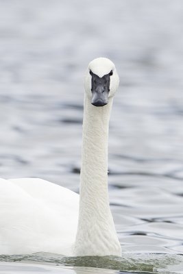 trumpeter swan 040911_MG_0945