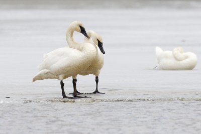 trumpeter swans 041111_MG_2099