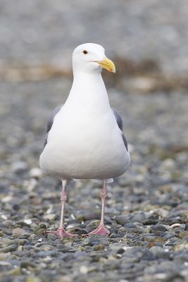 western gull 040911_MG_0866