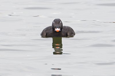 white-winged scoter 040911_MG_0134
