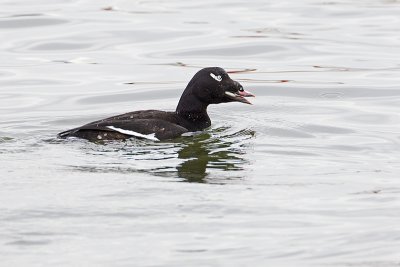 white-winged scoter 040911_MG_0147