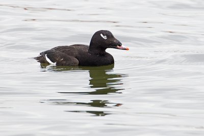 white-winged scoter 040911_MG_0170