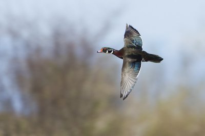 wood duck 040811_MG_8096
