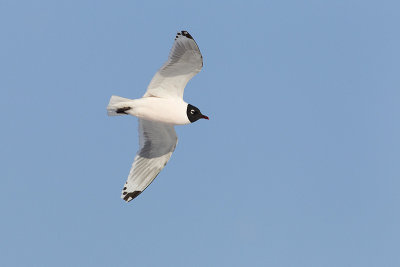 franklin's gull 041511_MG_4505