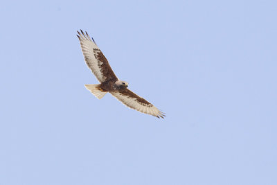 ferruginous hawk 042411_MG_9147