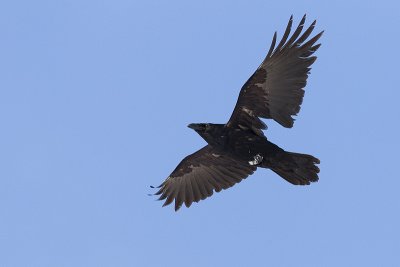 common raven 041511_MG_3746