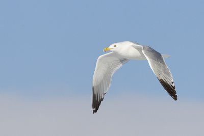 Herring Gulls