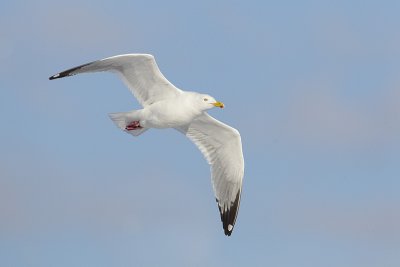 herring gull 041511_MG_4620