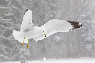 ring-billed gull 041411_MG_2210