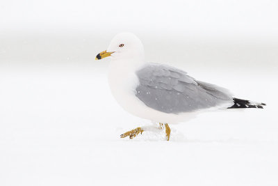 ring-billed gull 041411_MG_2644