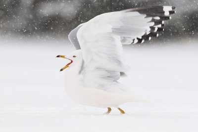 ring-billed gull 041411_MG_2674
