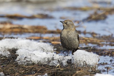 rusty blackbird 041711_MG_7022