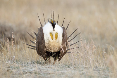 greater sage-grouse 042311_MG_7521
