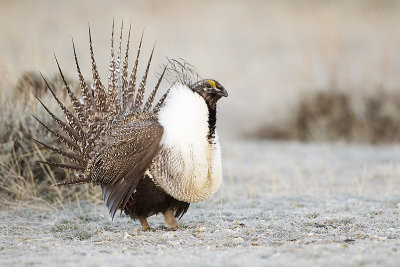greater sage-grouse 042411_MG_8108