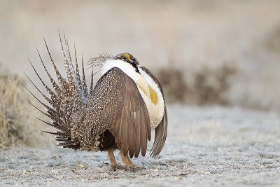 greater sage-grouse 042411_MG_8111