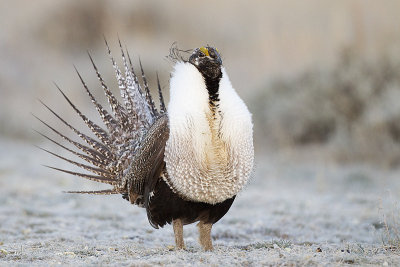 greater sage-grouse 042411_MG_8156