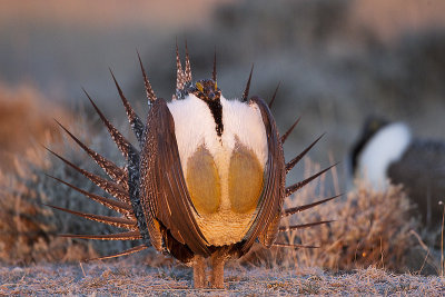 greater sage-grouse 042411_MG_8289