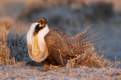 greater sage-grouse 042411_MG_8390
