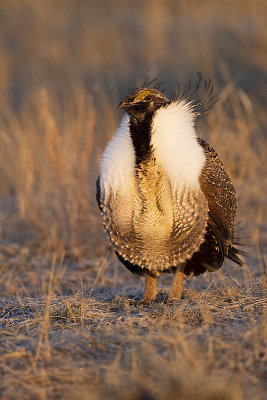 greater sage-grouse 042411_MG_8444