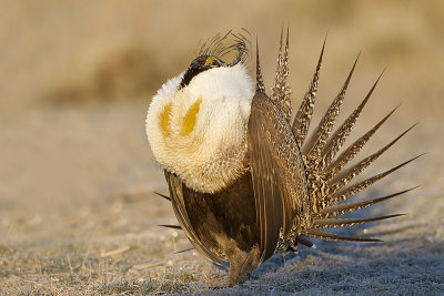 greater sage-grouse 042411_MG_8656