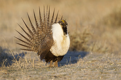 greater sage-grouse 042411_MG_8733