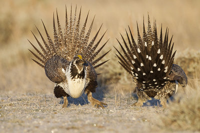 greater sage-grouse 042411_MG_8769
