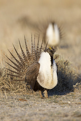 greater sage-grouse 042411_MG_8977