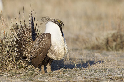 greater sage-grouse 042411_MG_9012