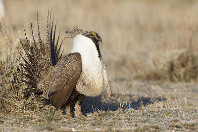 Greater Sage-Grouse