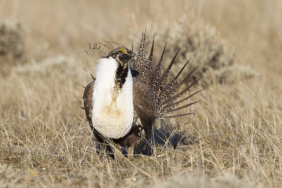 greater sage-grouse 042411_MG_9112