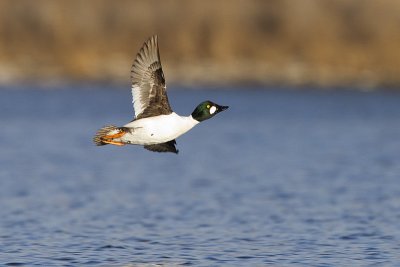 common goldeneye 050611_MG_2838