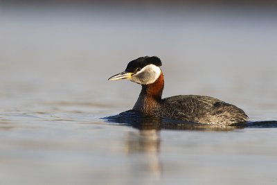 red-necked grebe 050611_MG_3094