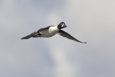 barrow's goldeneye 050711_MG_3632
