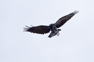 common raven 050711_MG_3454
