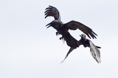 raven & crow 050711_MG_3516