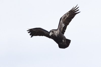 common raven 050711_MG_3519