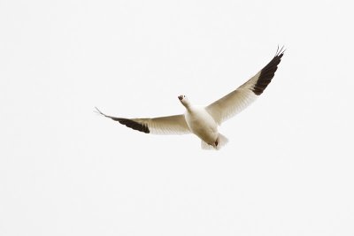 ross's goose 050711_MG_4298