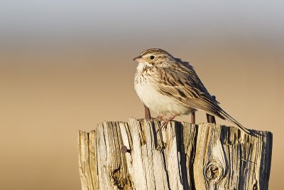 vesper sparrow 050811_MG_7873