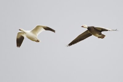 snow geese 050711_MG_4831