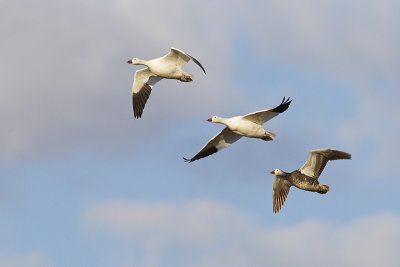 snow geese 050811_MG_7120