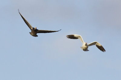 snow geese 050811_MG_7368