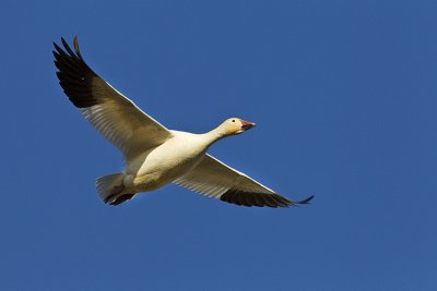 snow goose 050811_MG_7391