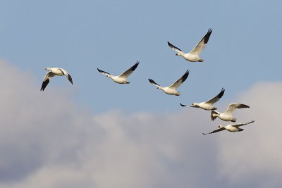 snow & ross's geese 050811_MG_6136